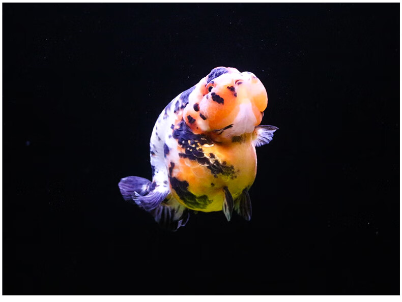 zxc潘式小尾兰寿金鱼活体精品奶牛活鱼观赏鱼冷水小中型鱼苗好养耐活