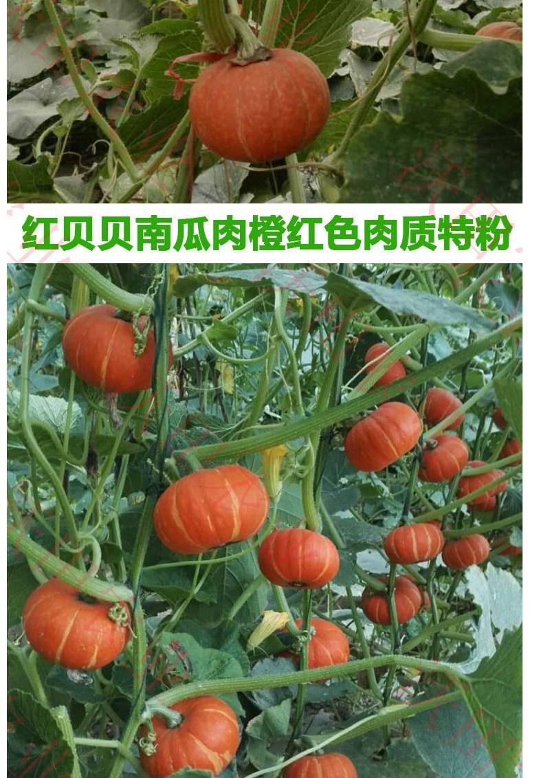 红蜜贝贝南瓜种子板栗南瓜种 原装2袋