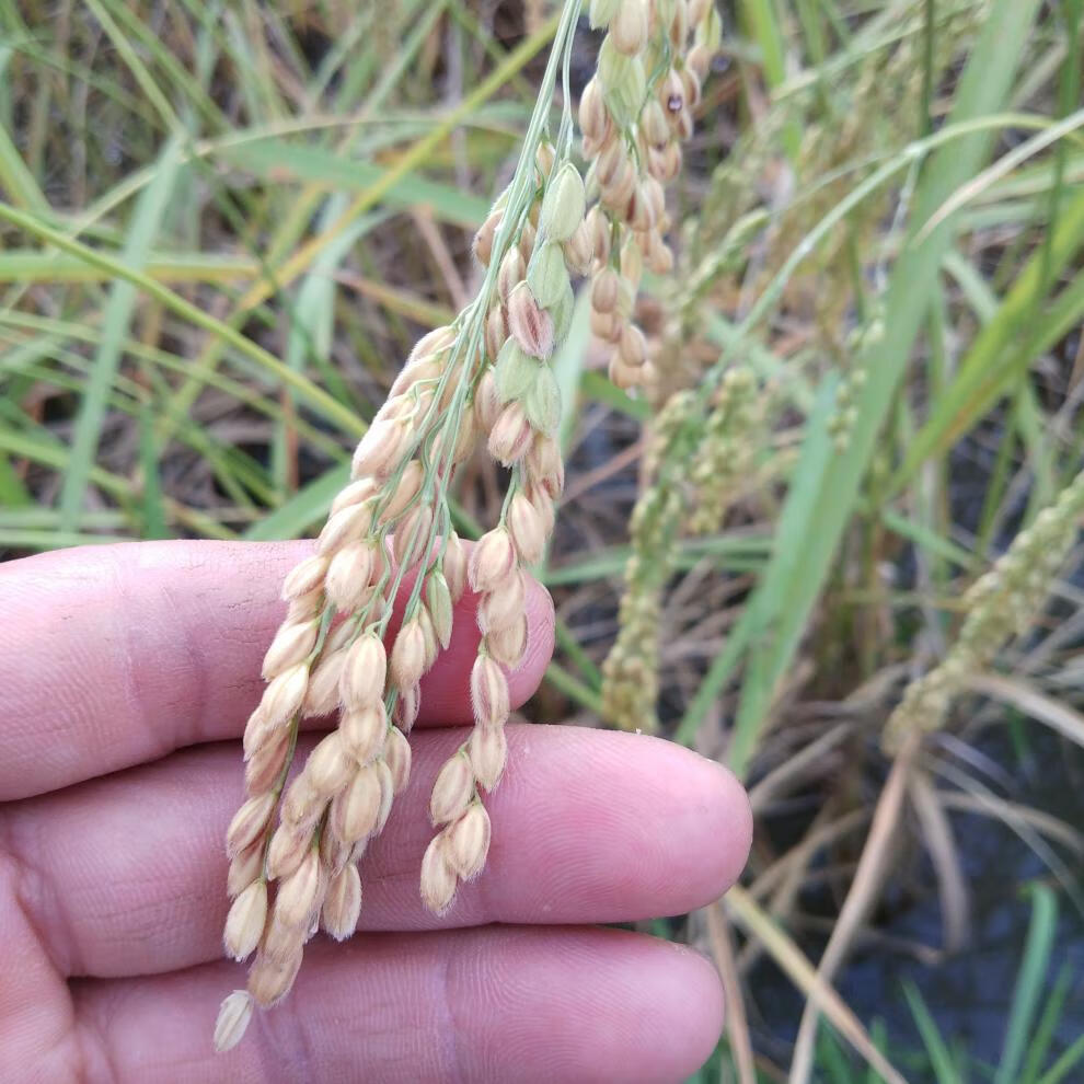 贵州老品种香禾糯米4斤香大糯米梯田圆糯米包粽子白糯米饭折糯米