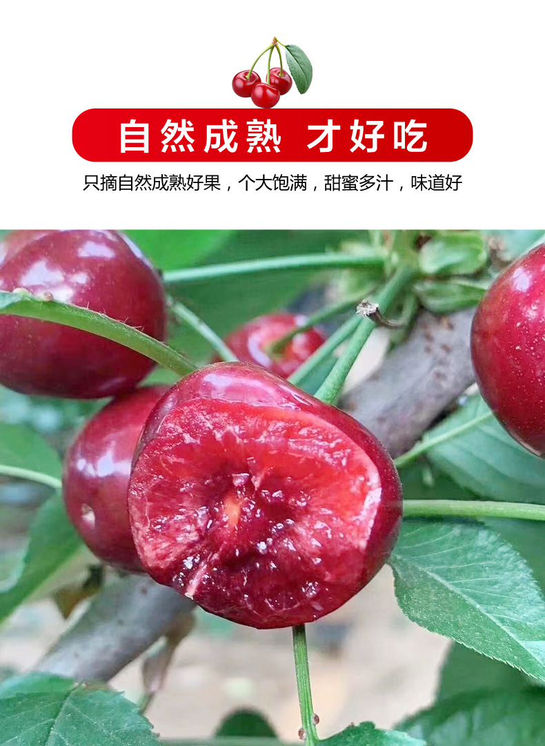 顺丰空运 新疆美早大樱桃国产车厘子 新疆喀什地区产地直发次您先孕妇