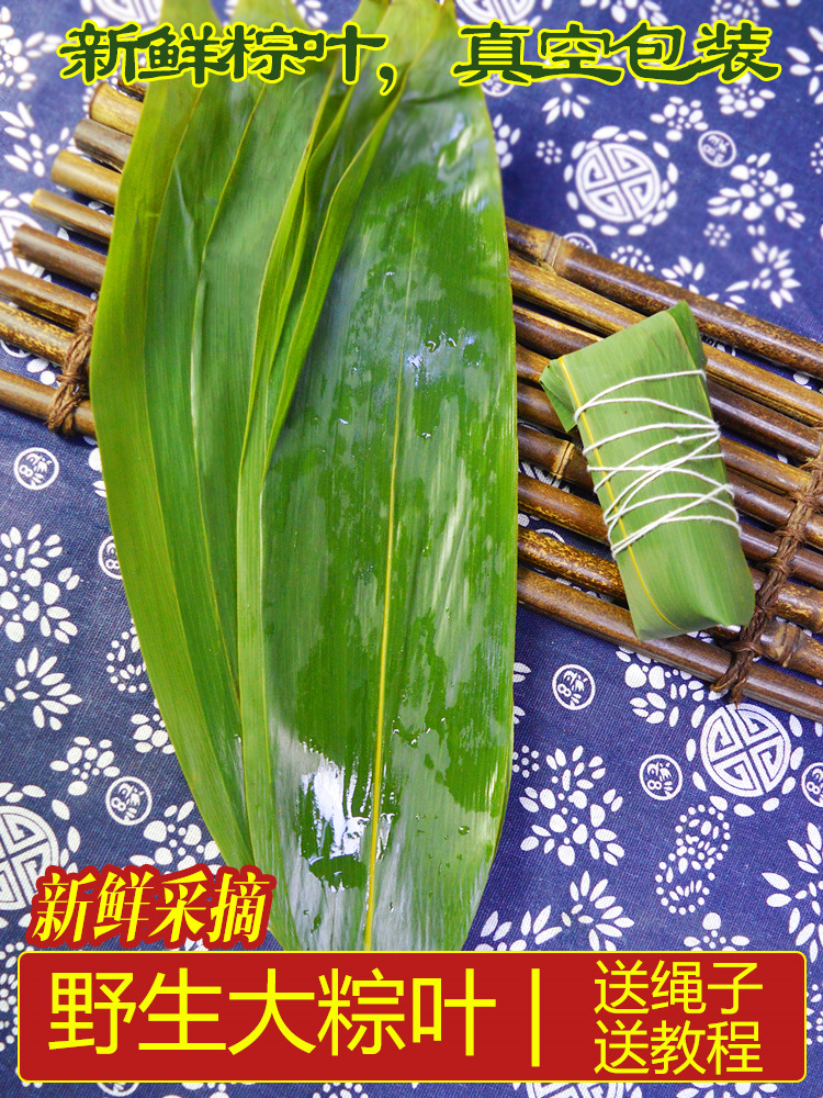 粽子叶粽叶新鲜大包粽子箬叶重庆芦苇新叶干特大号码现摘粽叶大号粽叶