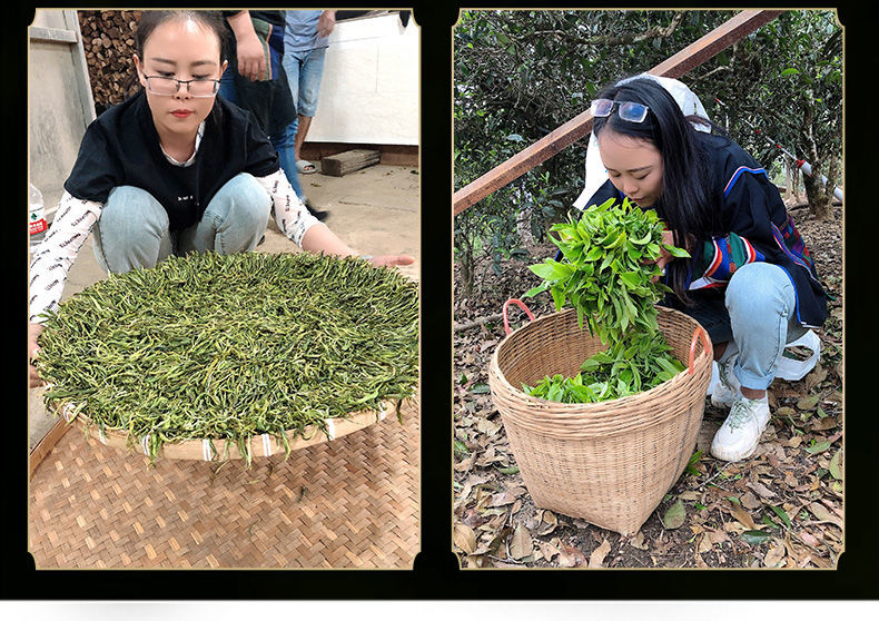 云南古树十年碎银子糯米香化石熟茶叶料老茶头罐装礼盒双罐礼盒装1000