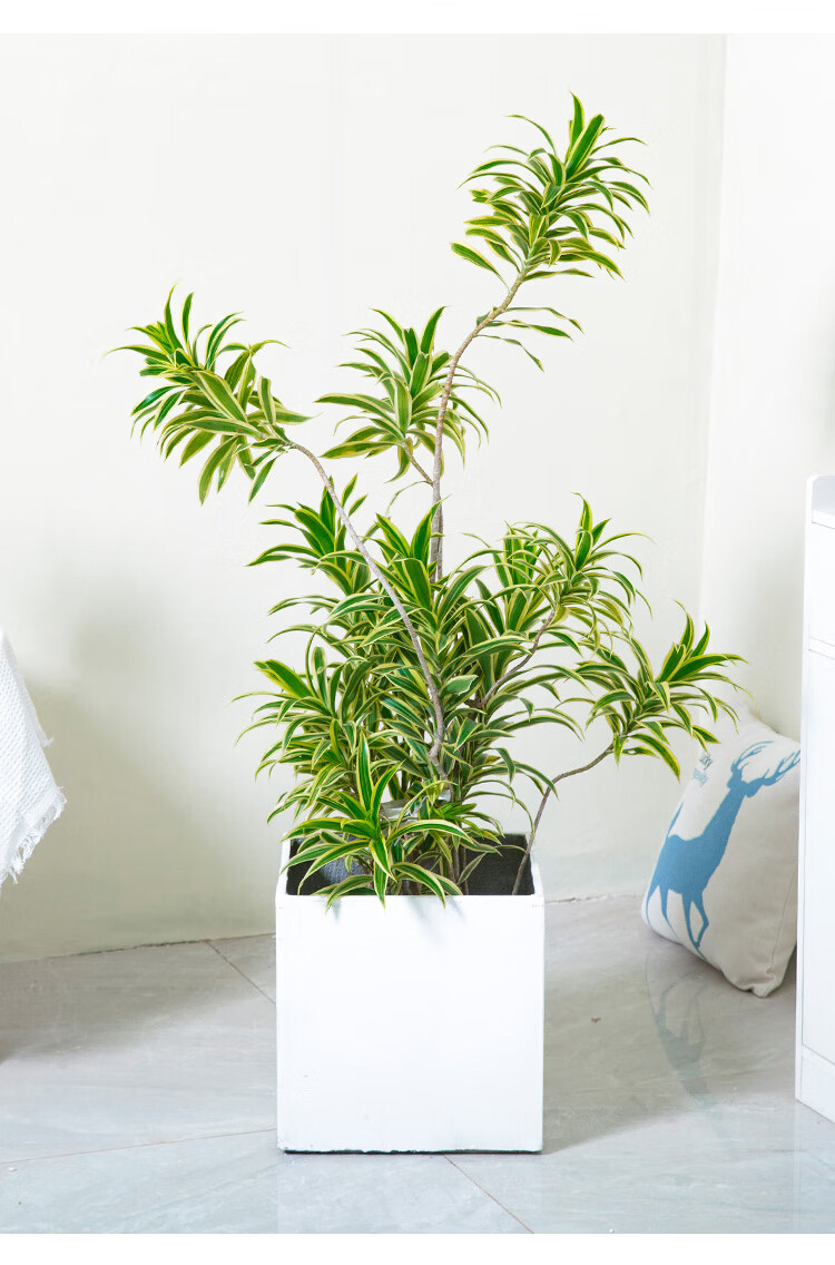 【网红净化空气植物】花城金边百合竹可视频选货一物一大型盆栽工作室