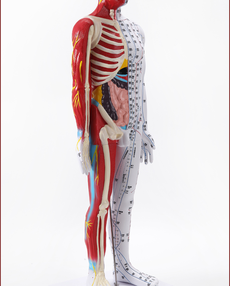 半骨骼肌肉器官针灸穴位人体模型人十二经络扎针小铜人全身图 【数字