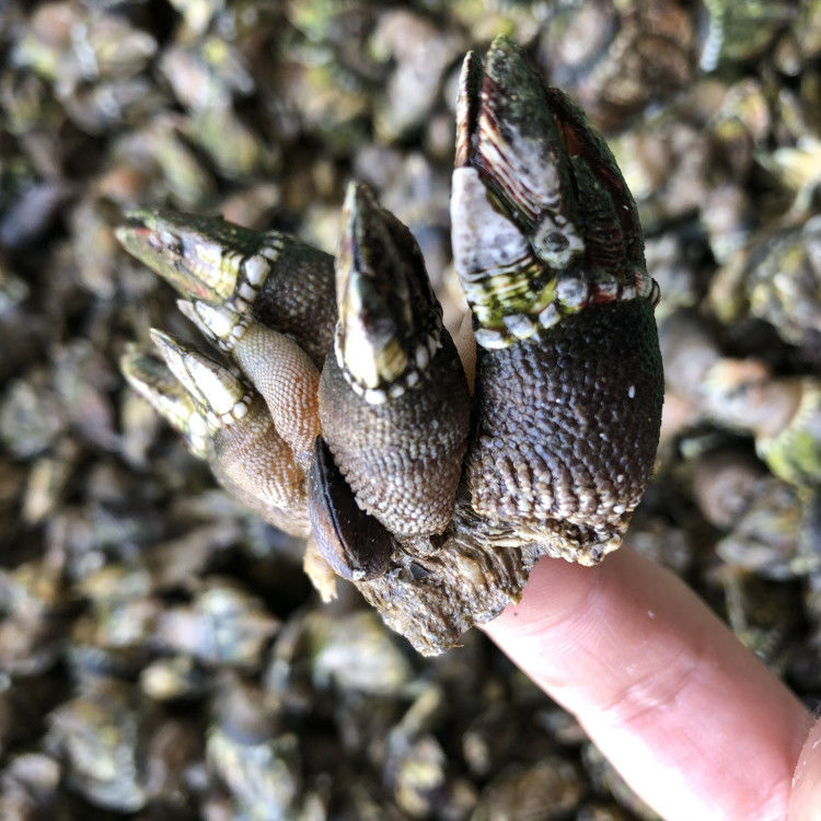 鵝頸藤壺海鮮佛手螺鮮活特大超大狗爪螺龜足雞爪螺鬼爪新鮮1斤裝 1斤