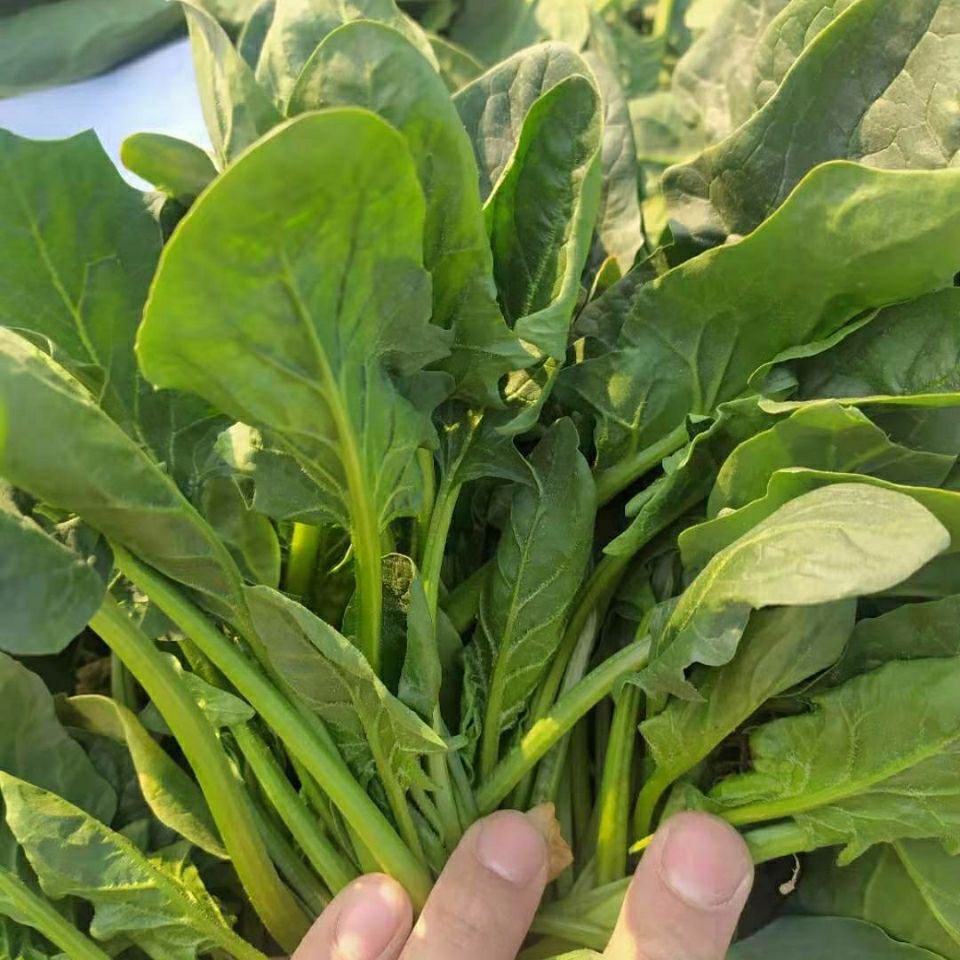 现挖现发菠菜新鲜蔬菜大叶红根菠菜农家自种露天菠菜现挖现发5斤净重