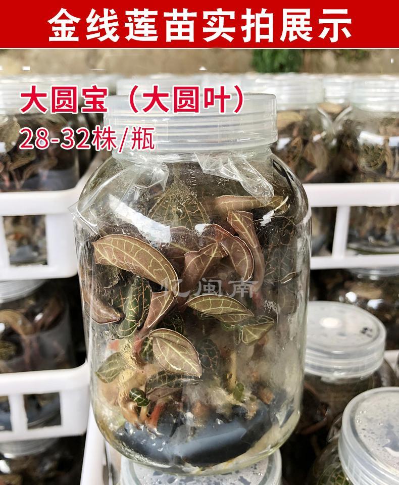 野生金线莲苗金钱草花种子瓶苗花卉盆栽植物室内好养绿植盆栽 大圆宝