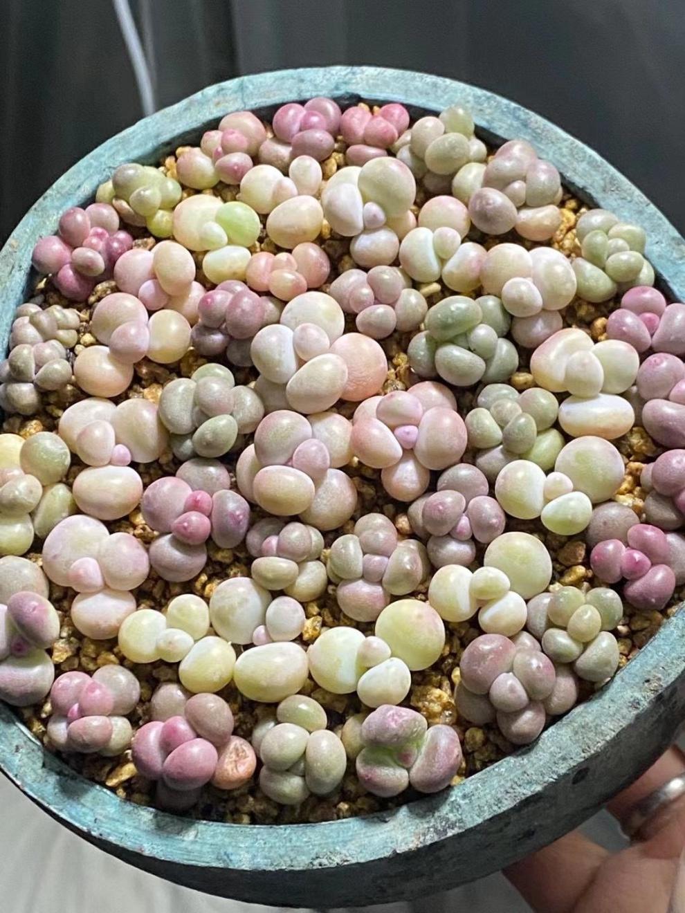 雨花蝶多肉植物奶酪小老桩韩国纯奶酪叶片彩虹奶酪老桩有小尖尖极致