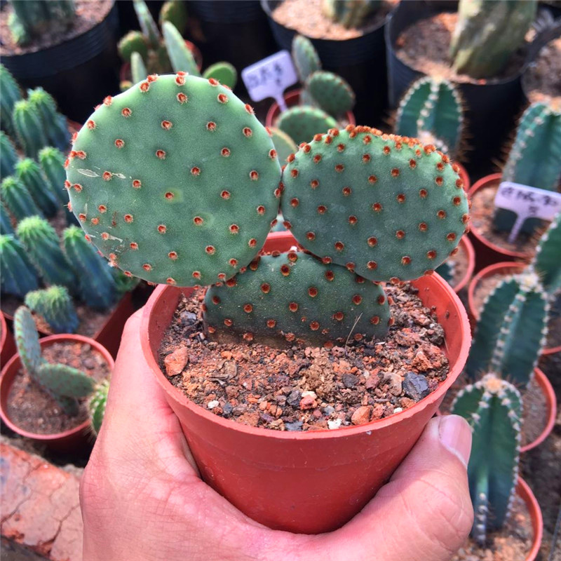 五花肉园艺红白黄毛掌 万岁仙人掌类植物盆栽桌面电脑真绿植红太古ins