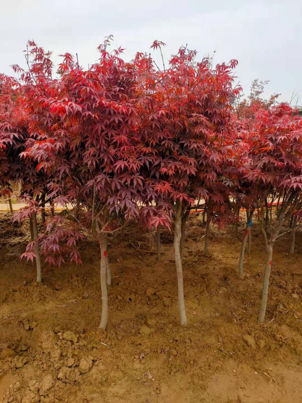 红枫树苗原生三季红中国红枫红枫庭院户外耐寒植物适合南北方 中国