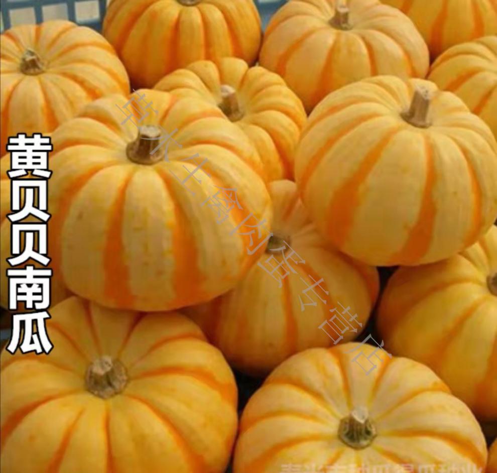 新鲜特色食材黄金贝贝瓜迷你小南瓜5斤