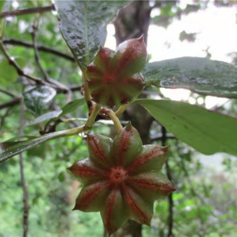 八角大茴香【1斤】【图片 价格 品牌 报价】-京东