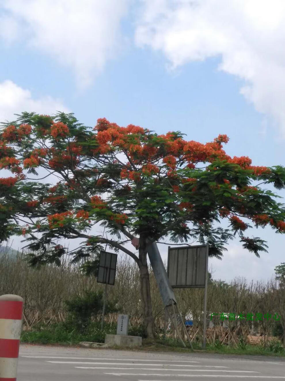 花姬开花庭院树苗凤凰木广东苗木凤凰木小袋苗红花楹公园观光风景树