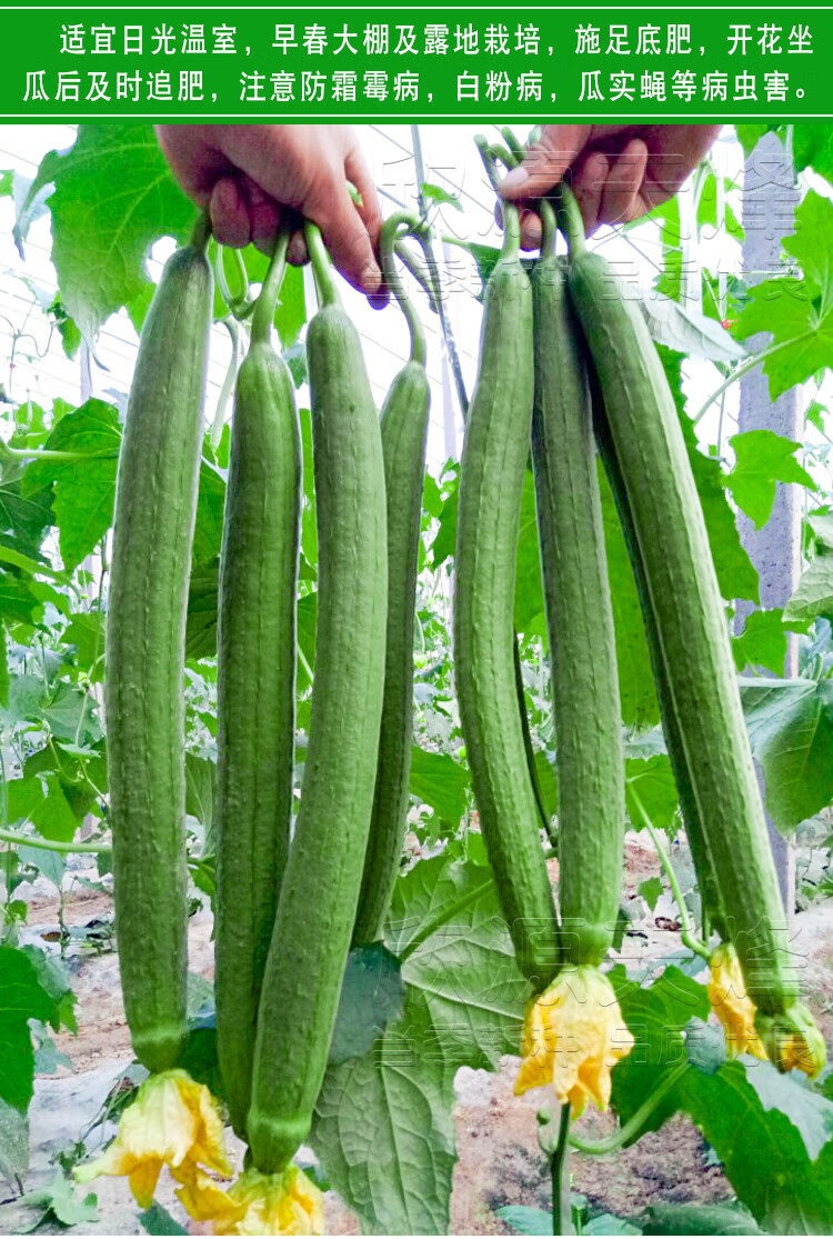 长丝瓜种籽种苗香肉线丝瓜高产早熟早春大棚巨型超长农家蔬菜种子 长