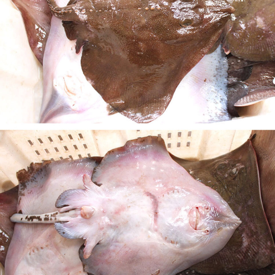 新鲜鲜活老板鱼魔鬼鱼鳐鱼鲽鱼速冻水产冷冻海鲜 两斤一条【图片 价格