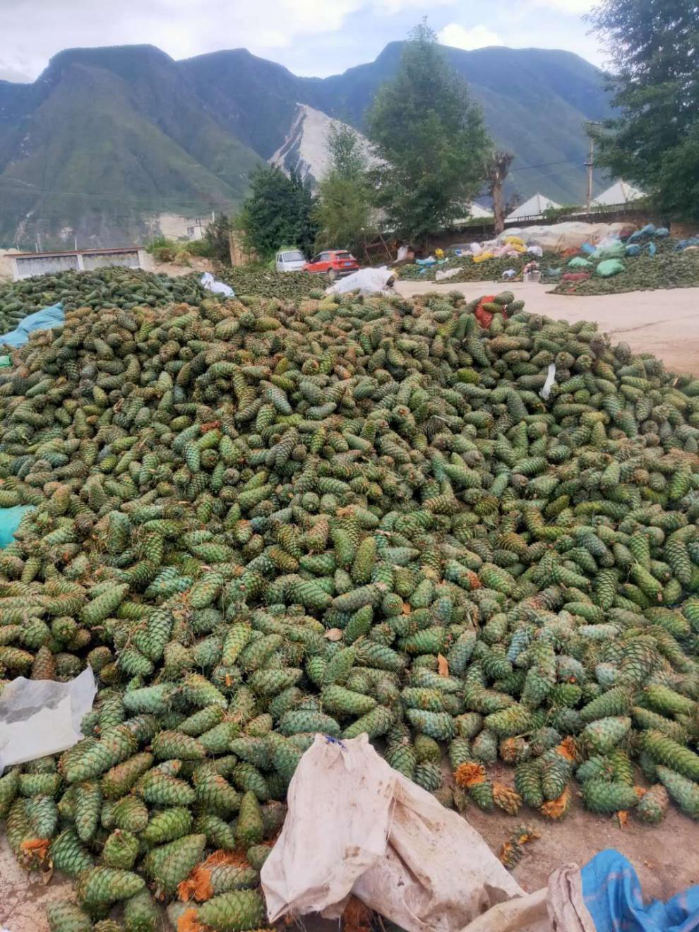 2021年云南高原新鲜松塔带松子长白山松果天然坚果松仓鼠粮食新鲜松塔