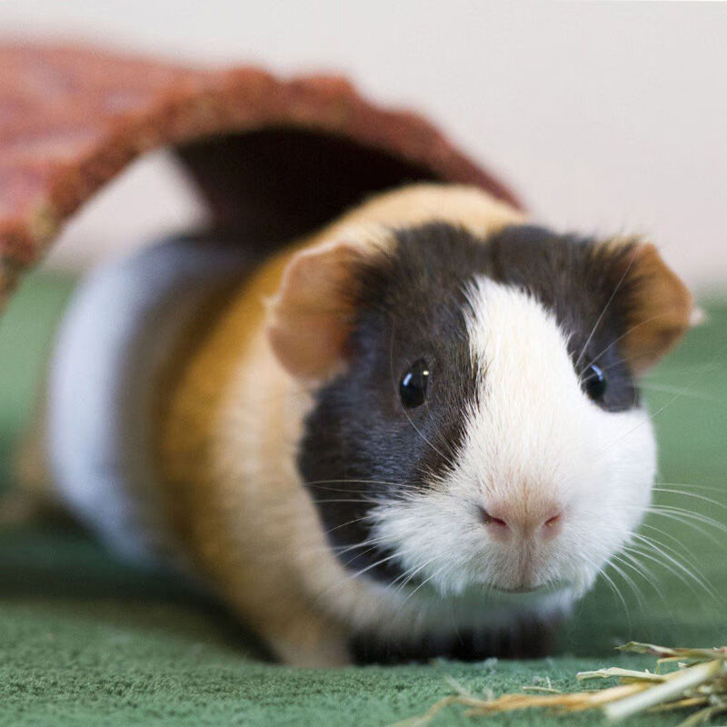 荷兰猪活物 何兰猪豚鼠荷兰兔活体用品黑豚彩豚 纯黑 纯白 运输笼 一