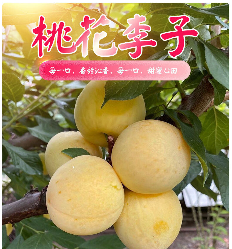 四川桃花李玉皇李黄金李子应季孕妇水果新鲜现摘冰糖李甜李子端午节