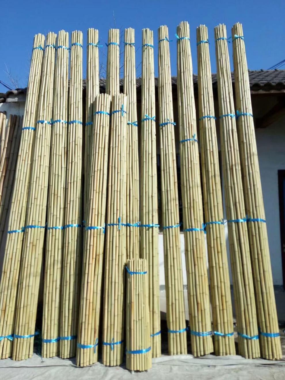 成捆优惠防腐小竹竿竹豆角黄瓜架菜园搭架彩旗杆粗细竹杆子 奔新农 2.