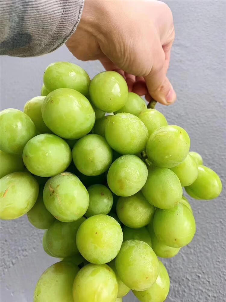 jd空运多地隔日达澳洲甜地球进口青提秋天酥无籽青提爆脆甜清甜爽口多