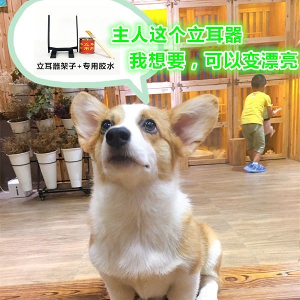 立耳器狗德牧杜斌耳貼寵物專用耳拖膠水神器支架馬犬杜賓犬