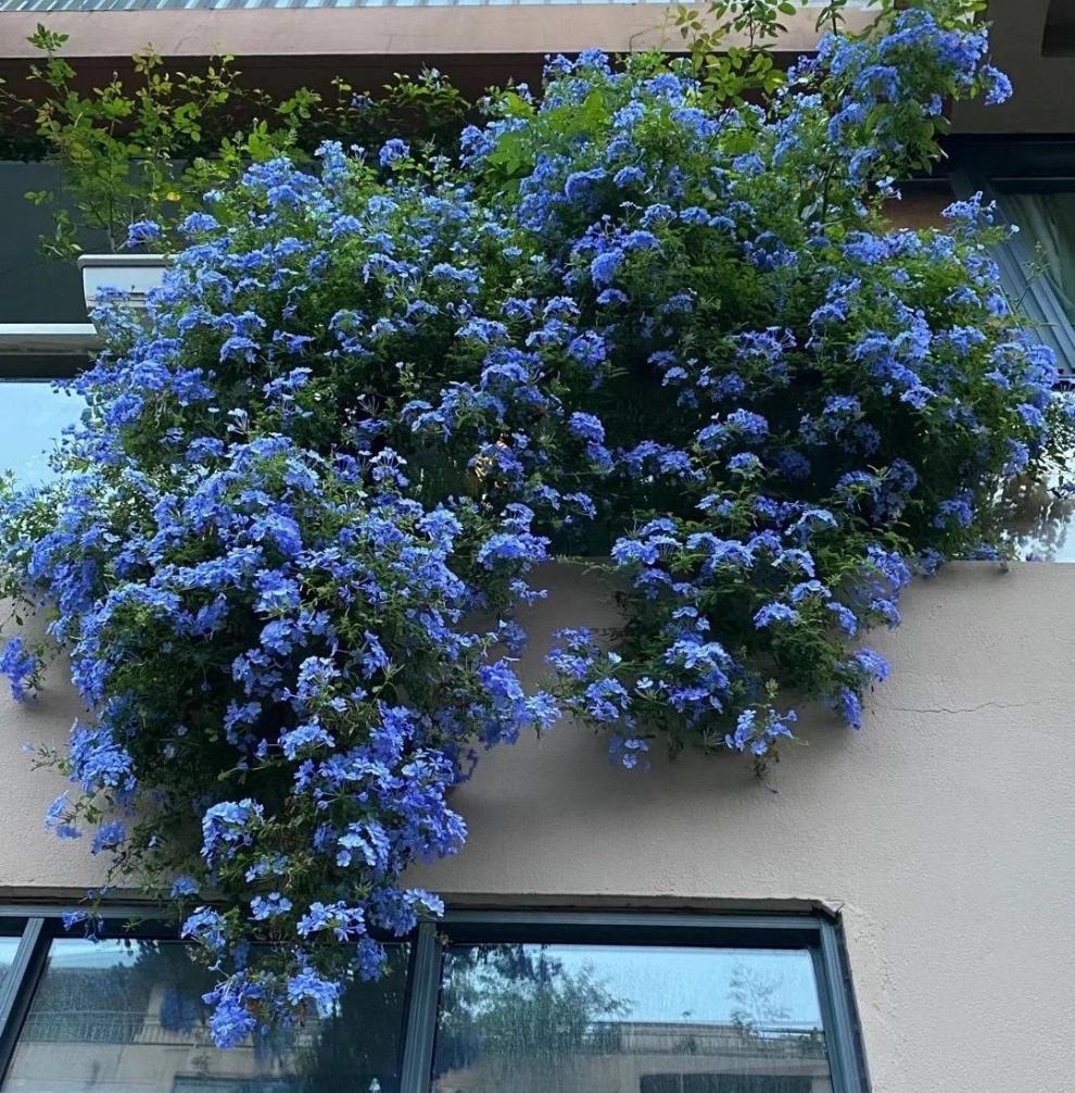 卉双庭院爬藤网红花(蓝雪花)室内外地栽阳台都可以 (两盆)120#盆小盆