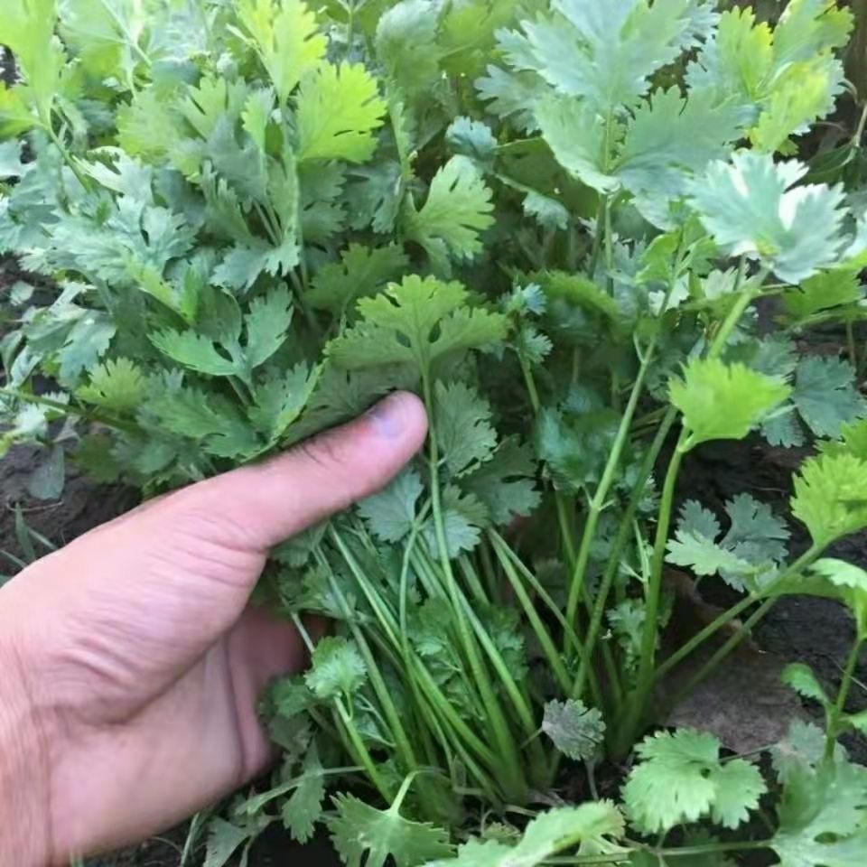 新鲜香菜山东老香菜火锅菜芫荽绿色蔬菜农家种植调味提鲜现摘现发 5斤