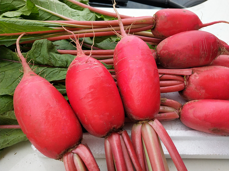新鲜四川红皮萝卜水果罗卜水萝卜泡菜腌小萝卜甜 健康轻食 9斤