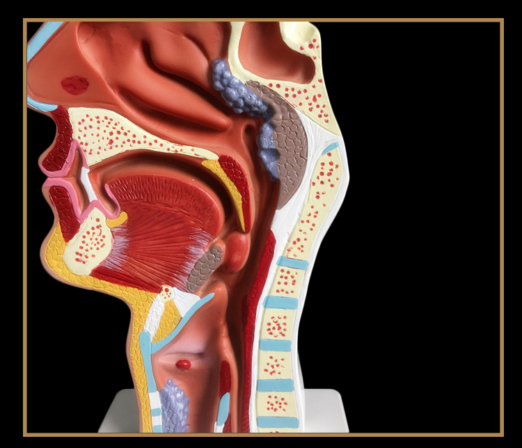 人體鼻腔解剖模型 口腔咽喉構造鼻子模型 醫院用醫患溝通教學模型