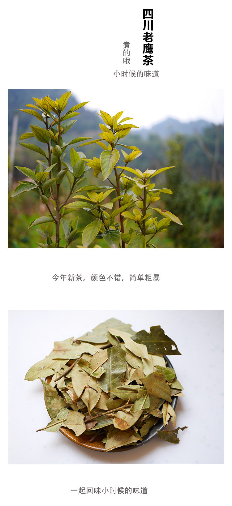 辉导 四川重庆特产红白茶老阴茶老荫茶500g花茶养生