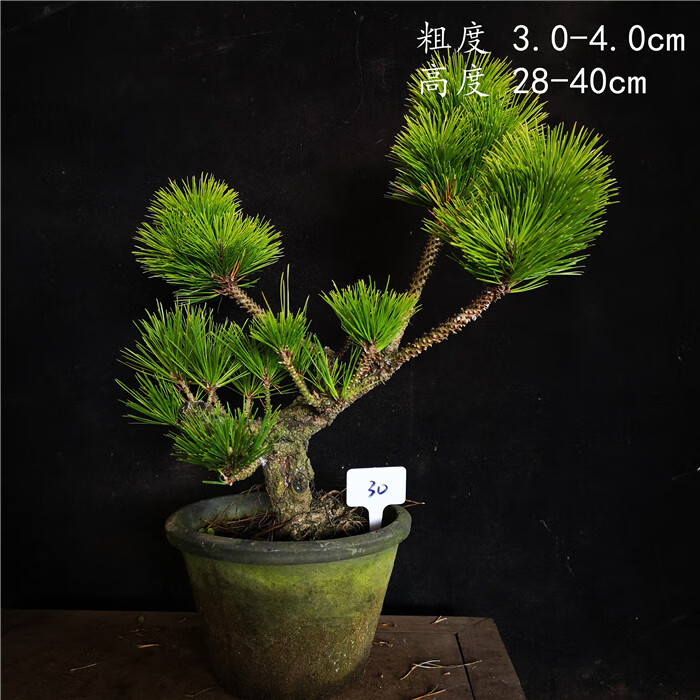 日本八房锦松盆景盆栽苍老爆皮矮霸锦松盆景盆栽 白色 27 含盆【图片