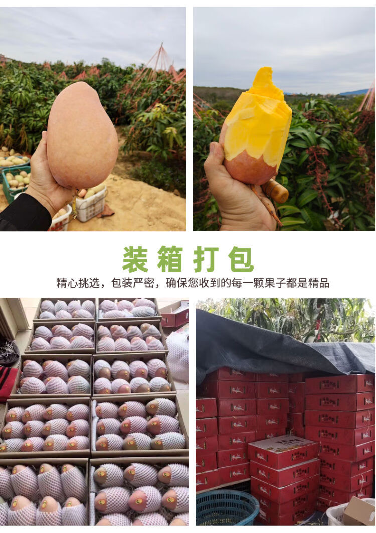 海南红玉芒 玉文芒 特大红芒果 应季热带 新鲜水果 现摘现发 10斤礼盒