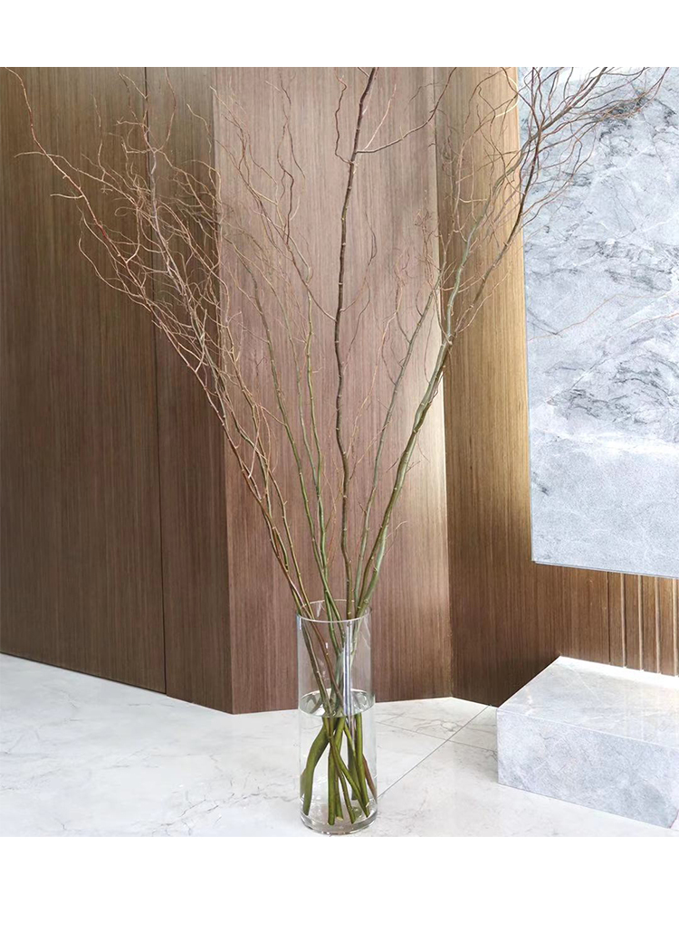 荷兰进口金龙柳大型水培植物室内枝条鲜切龙柳水养绿植