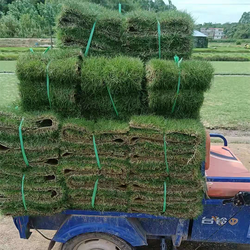 草皮带土真草玉龙草别墅庭院绿化草坪马尼拉草四季青马尼拉草卷1捆1