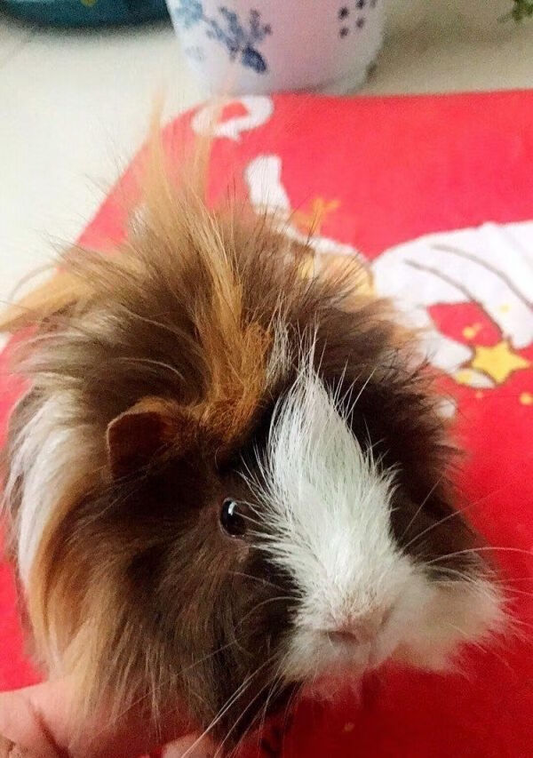 zxc家养荷兰猪逆毛荷兰猪宠物豚鼠家养好上手包活包健康 【纯棕荷兰猪