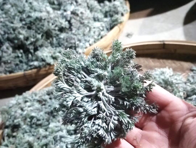 野生茵陈茶绵茵陈嫩芽纯茵陈草泡茶特级新鲜茵陈蒿天然白蒿茶 天然