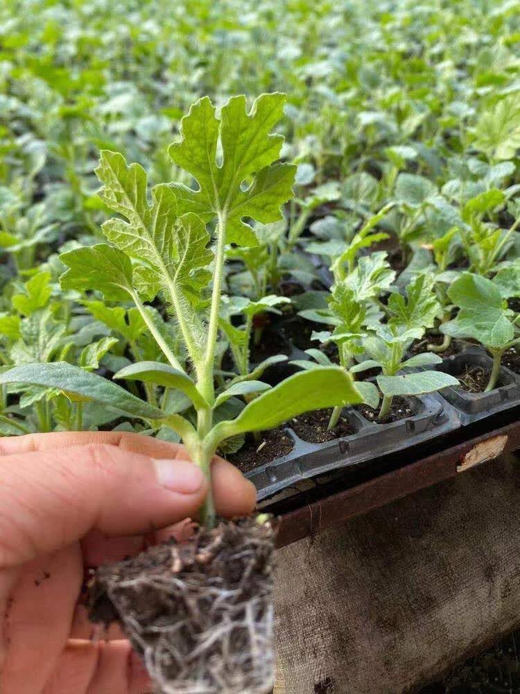 8424嫁接西瓜苗阳台盆栽麒麟瓜苗秧南方春季夏季种植无籽西瓜秧苗 京