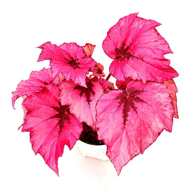 秋海棠 彩叶蟆叶海棠 雪莹海伦荧光撞色室内网红绿植盆栽 五彩蜗牛12