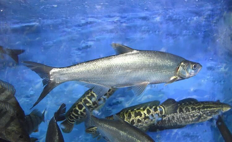 奢络弗 翘嘴鱼苗白条鲌白鱼苗刁子鱼翘壳路亚养殖淡水活体水花饲料