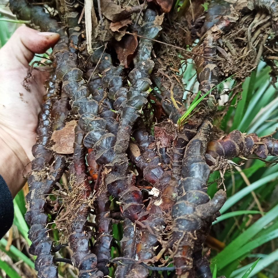 jd优选深山野生石菖蒲纯根老菖蒲根月子洗澡洗头正宗山菖蒲老根水剑草