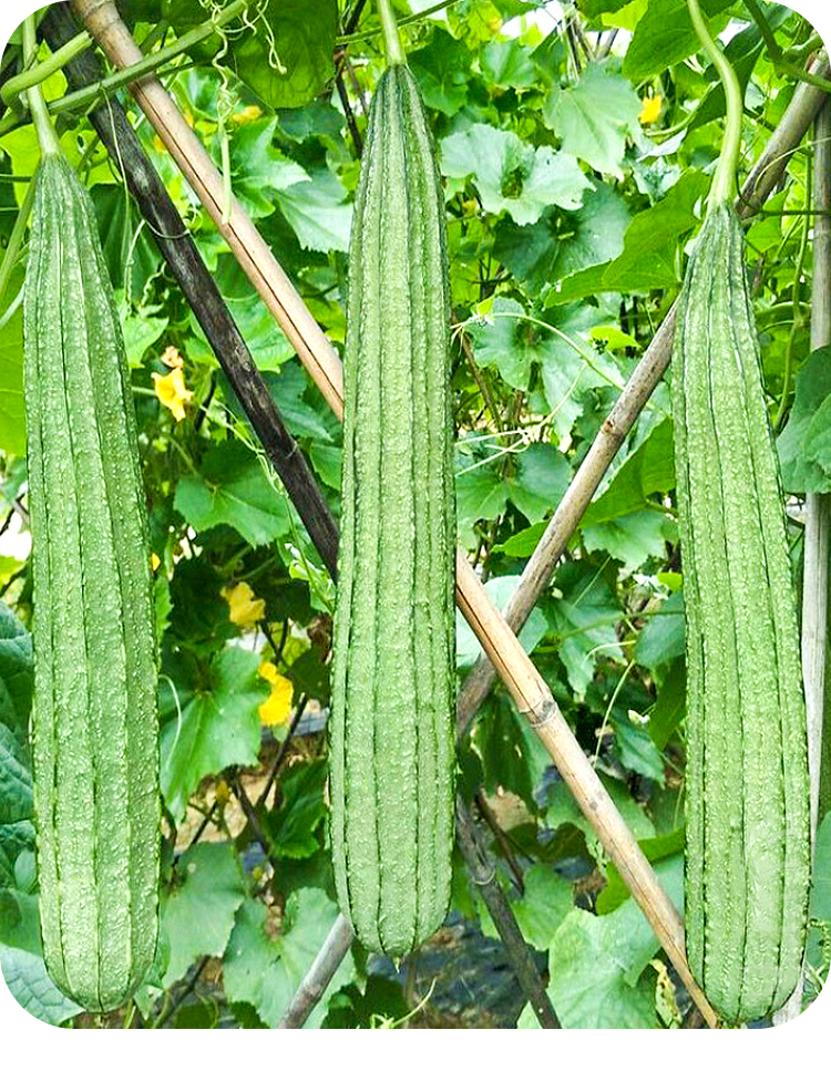 黎昕特大棱丝瓜种子苗超长秧苗八棱春季棱角八角南方四季孑巨型种籽秧