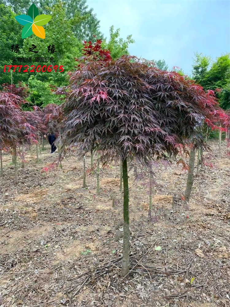 紅羽毛楓樹苗垂枝羽毛楓盆景日本紅楓別墅綠化風景樹庭院耐寒苗木 木