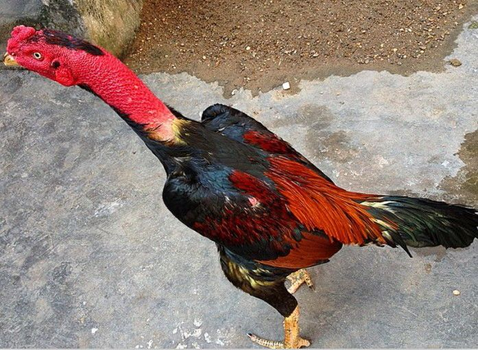 越南斗鸡 鬼子鸡 盖沙 纯种斗鸡 中原斗鸡 斗鸡种蛋