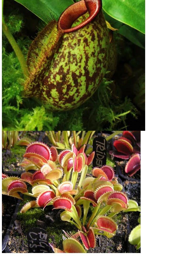 梦里丹食虫植物种子花种子花大型猪笼草捕蝇草食人花盆栽食蚊草驱蚊草