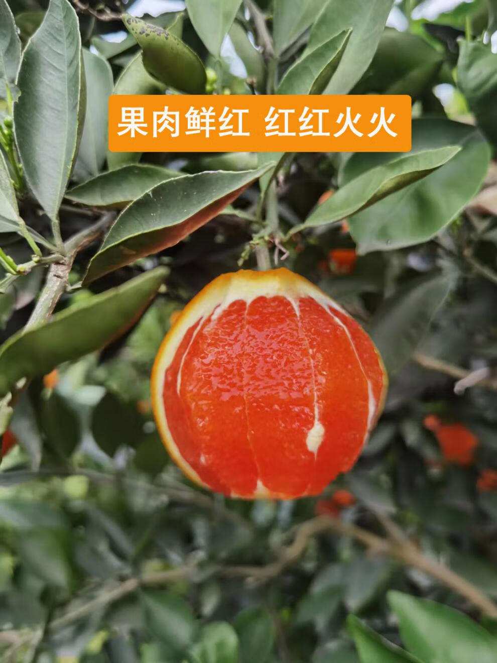 云阳红橙现摘现发肉红中华血橙卡拉脐橙应季水果新鲜红肉脐橙1020斤