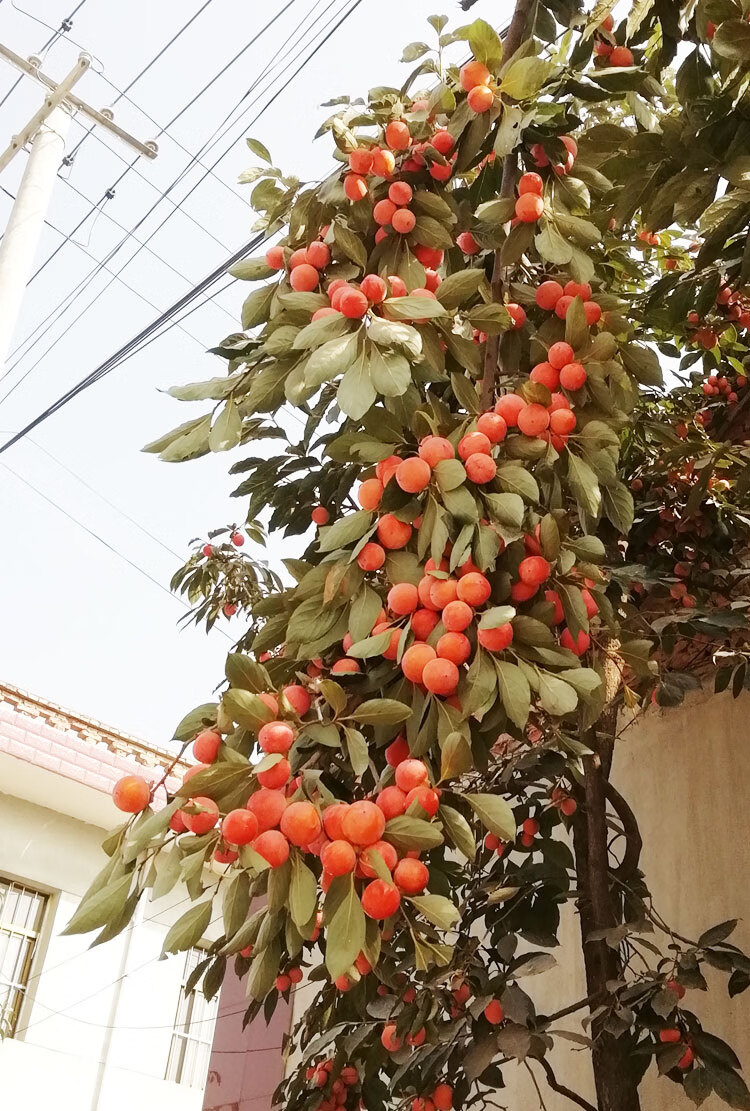 陕西西安特产火晶柿子火罐甜软野生新鲜水果蜜柿临潼当季果 24枚实惠