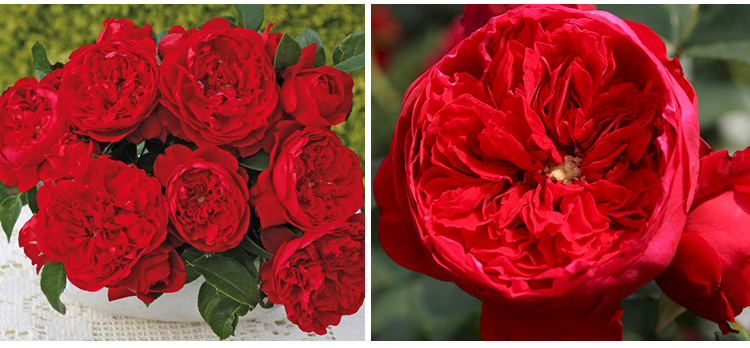 欧月佛罗伦萨蒂娜月季花苗德国月季玫瑰四季开花不断庭院藤本植物