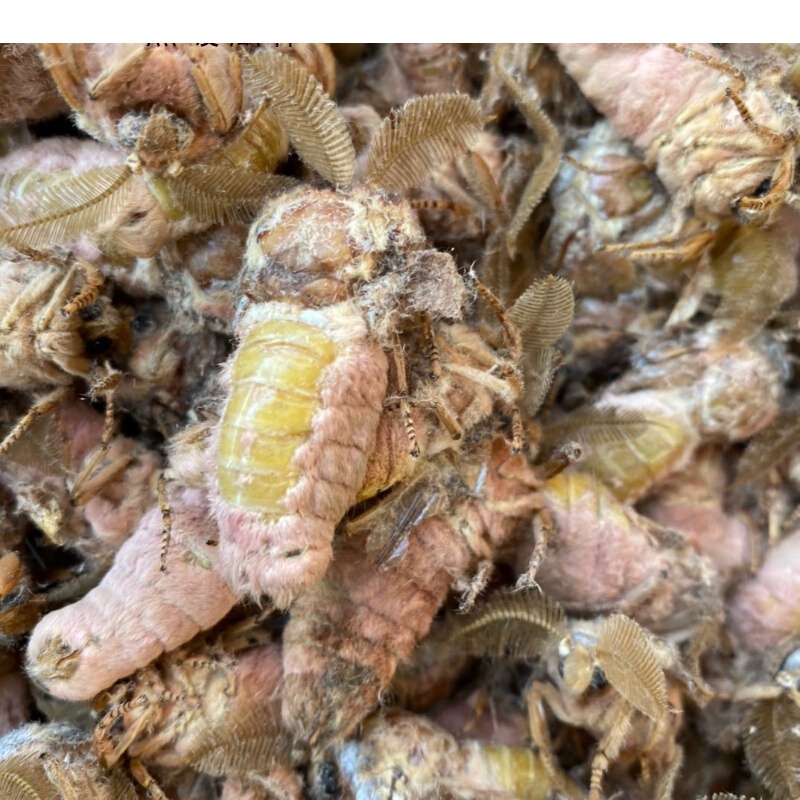 东北柞树蚕蛹公蛾大蚕蛾雄蚕蛾母蚕蛾无公害油炸泡酒顺丰 一斤雄蚕蛾