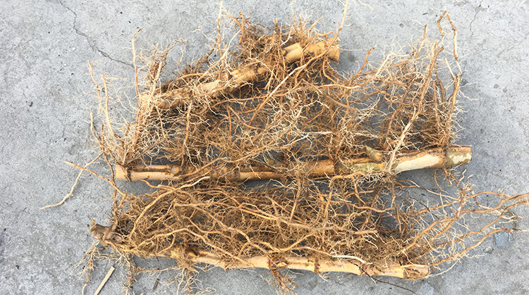 大型毛竹苗毛竹根楠竹苗竹根竹鞭食用竹笋苗种植庭院室外冬笋苗 5节