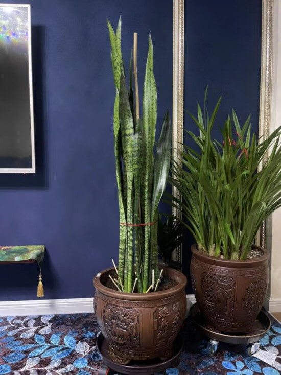 虎皮兰盆栽绿植青皮高叶室内净化空气植物高大银脉虎尾兰花去甲醛 10